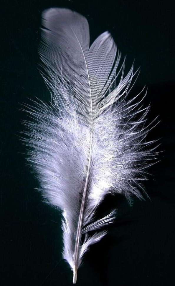 white feather